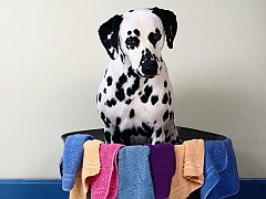 Need Spot Remover_